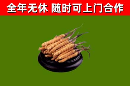 邢台烟酒回收冬虫夏草.jpg